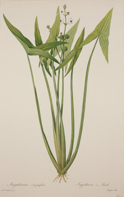 Sagittaria by Pierre Joseph Redouté